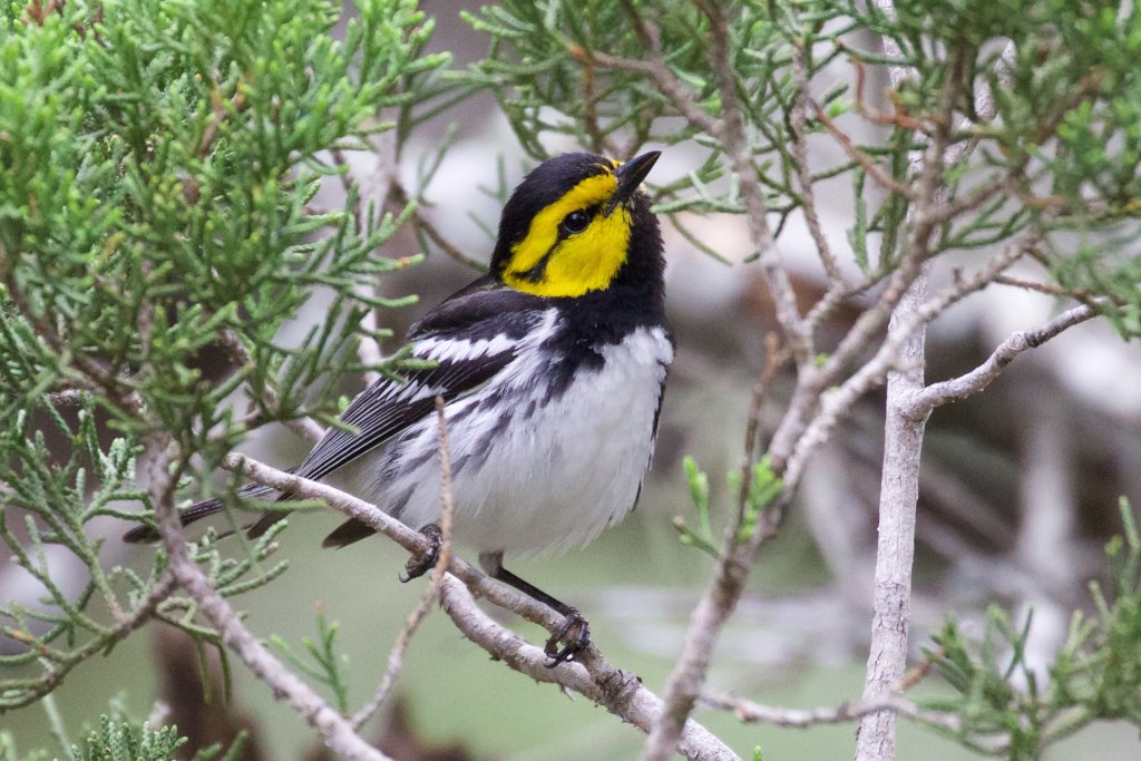 Golden-cheeked Warbler (male)-Kerr WMA-TX - 2015-05-24at13-39-5310 (21421229850).jpg