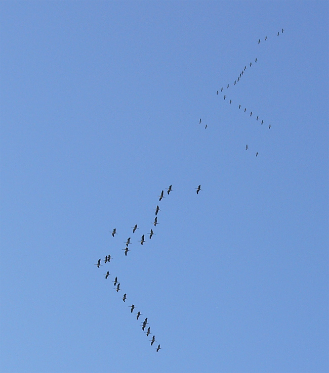 Flocking (behavior) - Wikipedia