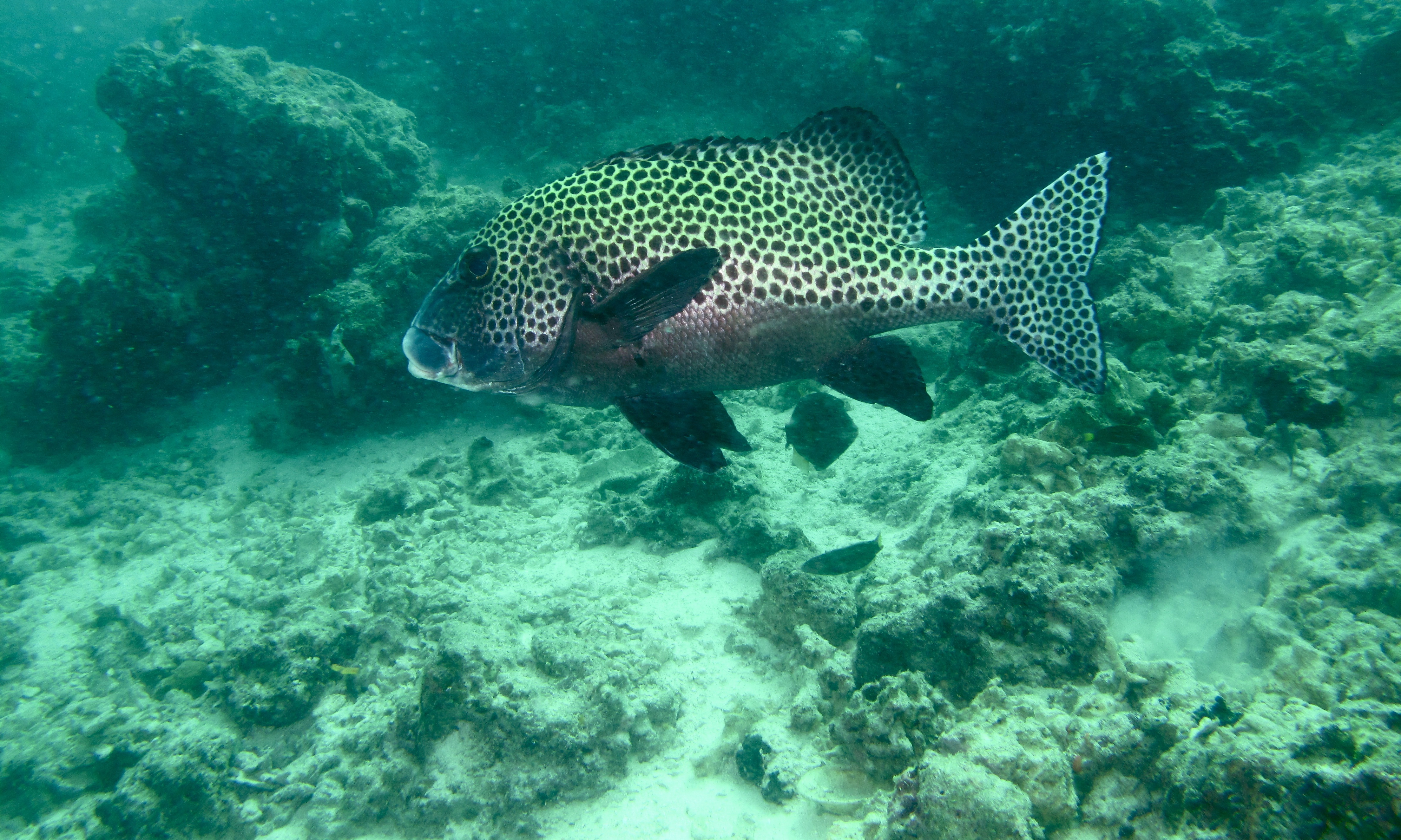 Harlequin Sweetlips (Plectorhinchus chaetodonoides) (6086374470).jpg