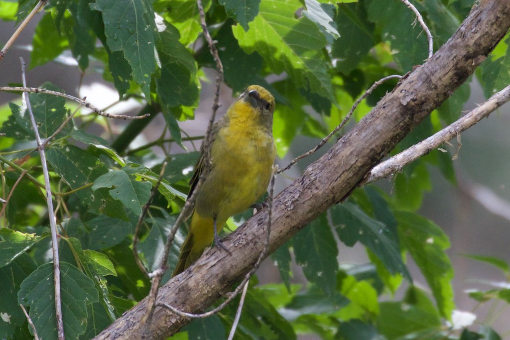 Hepatic Tanager ( female) - Hunter Canyon - Huachuca Mtns - Sierra Vista - AZ - 2015-09-03at10-34-472 (21144406855).jpg