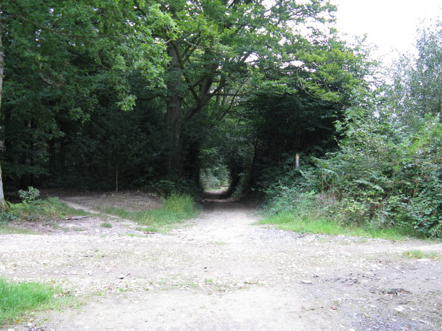 File:High Weald Landscape Trail passing through River's Wood - geograph.org.uk - 1471780.jpg