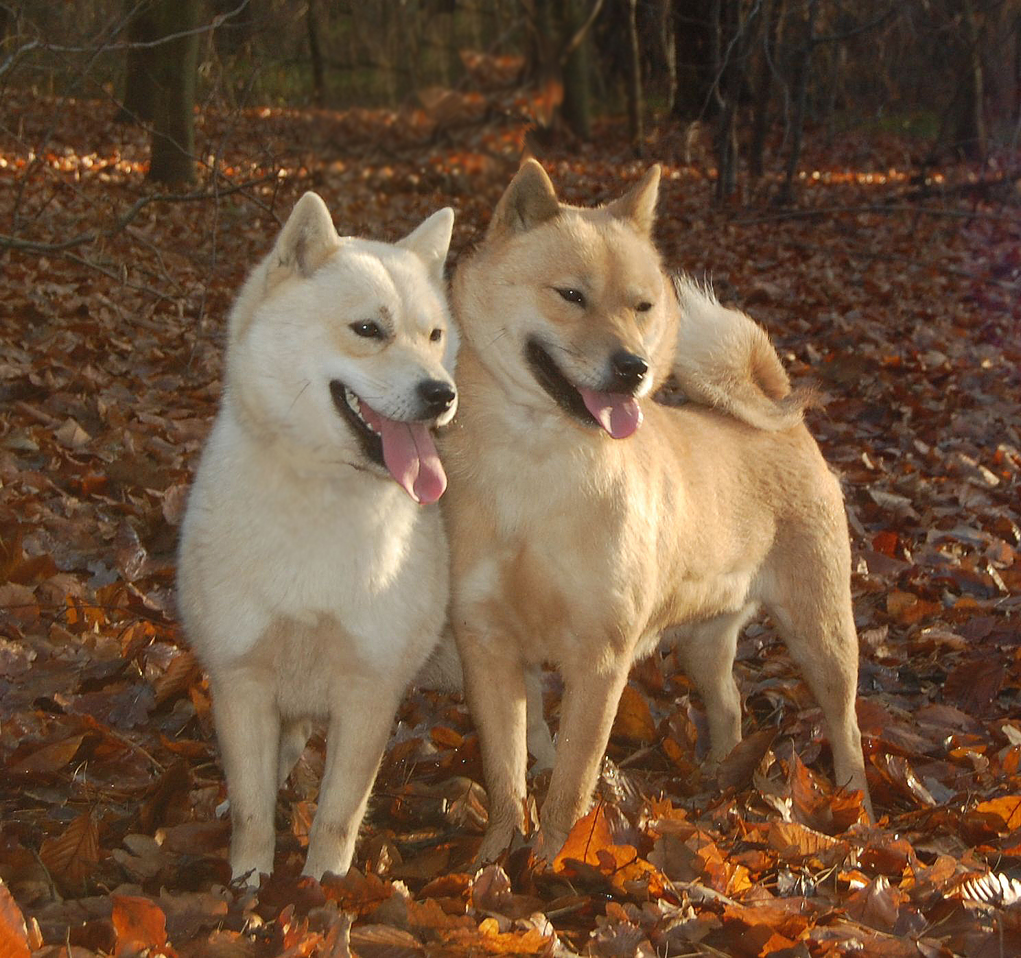 Esta Pagina Es Sobre Razas De Perros Ventas De Perros Y Tipo De Perros Todo Lo Que Quiera Saber Sobre Las Razas De Perr Razas De Perros Venta De Perros Perros