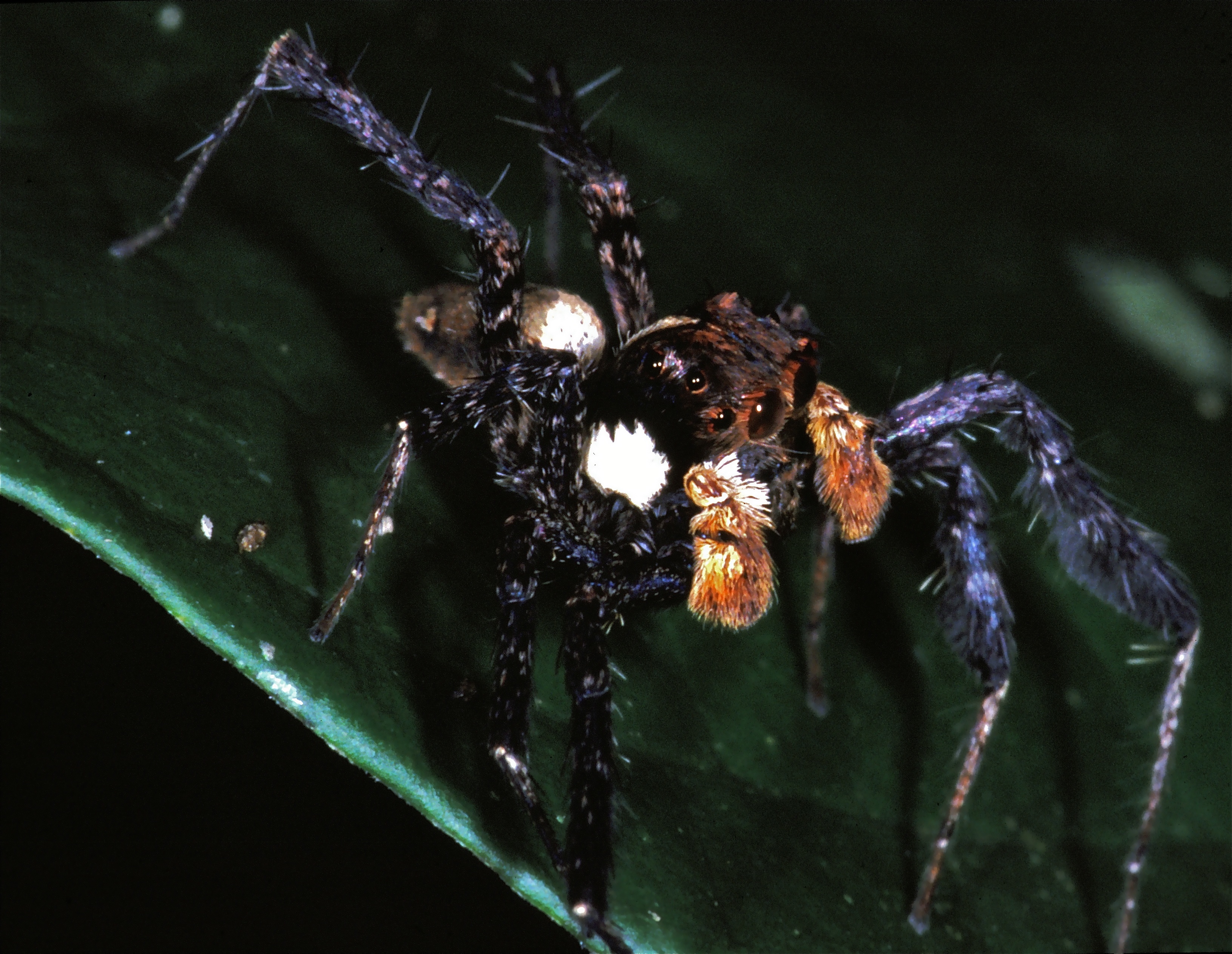 Jumping Spider (Portia sp.) (7787261960).jpg