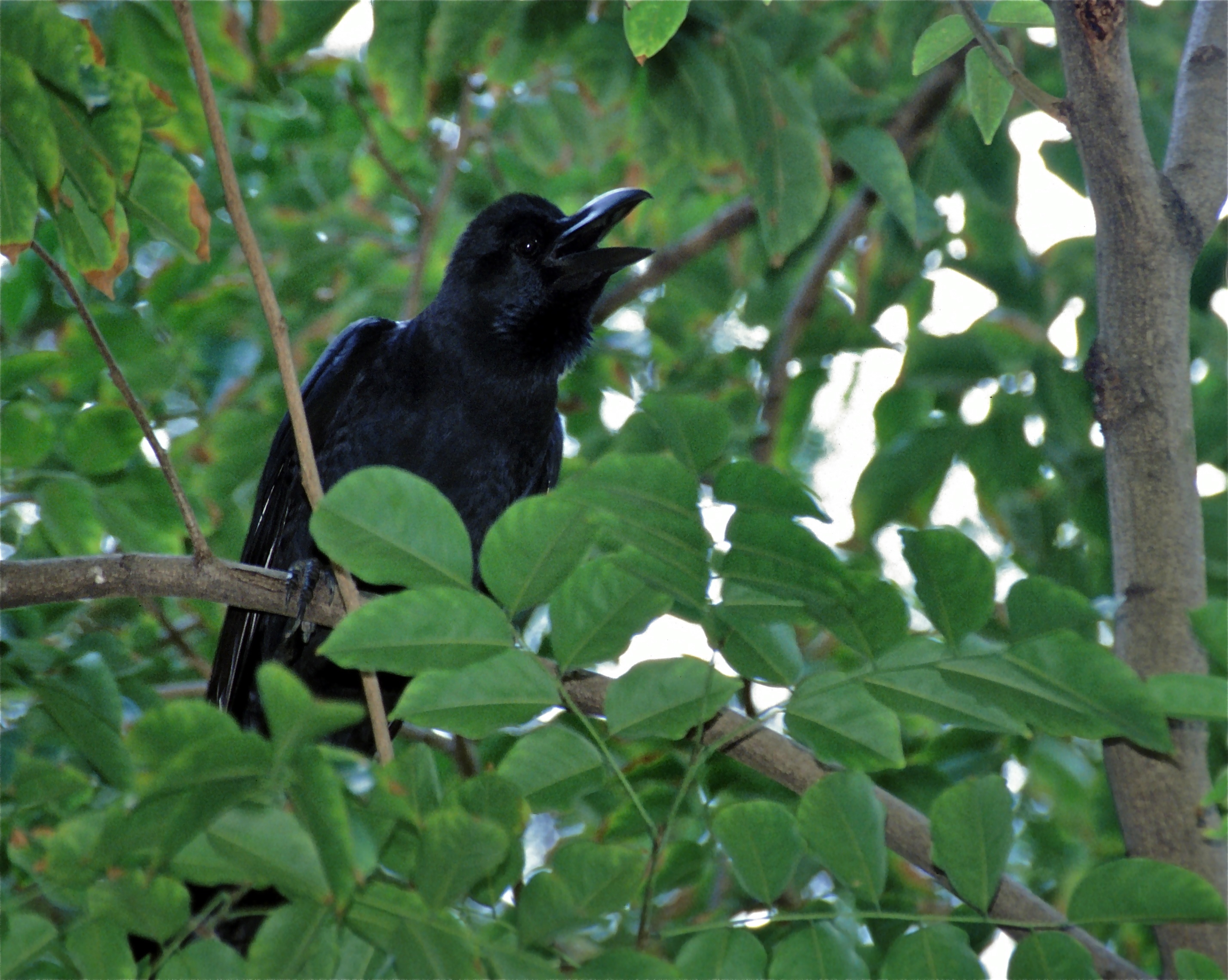 Jungle Crow (Corvus macrorhynchos) (7808391452).jpg