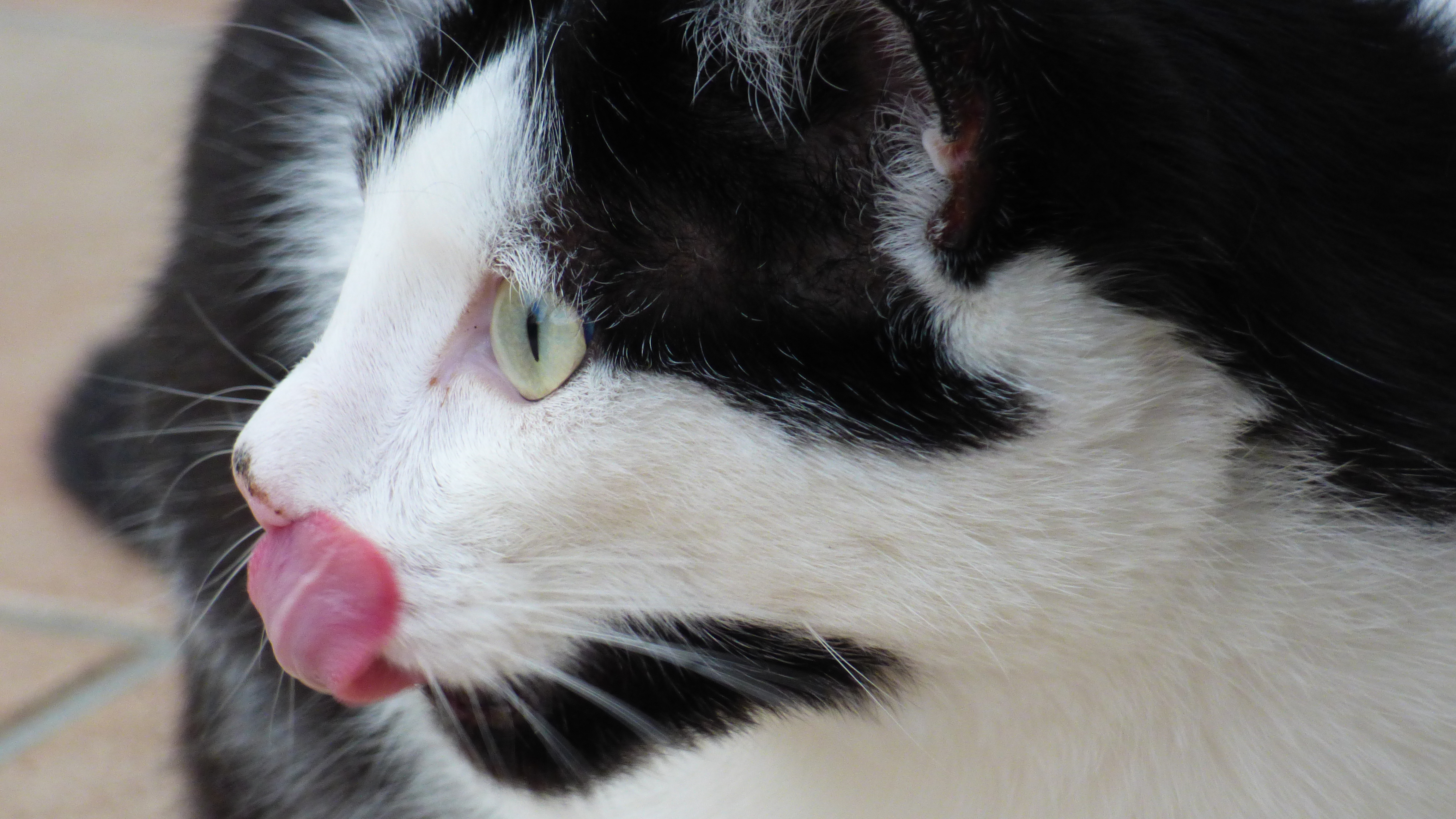 File:Katzen, die die Zunge rausstreckt.jpg - Wikimedia Commons