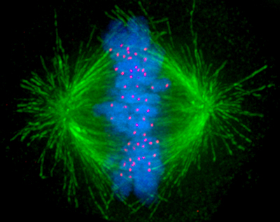 File:Kinetochore.jpg