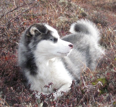 Husky Puppies