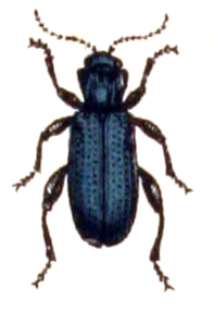 File:Lema.cyanella.-.calwer.42.09.jpg