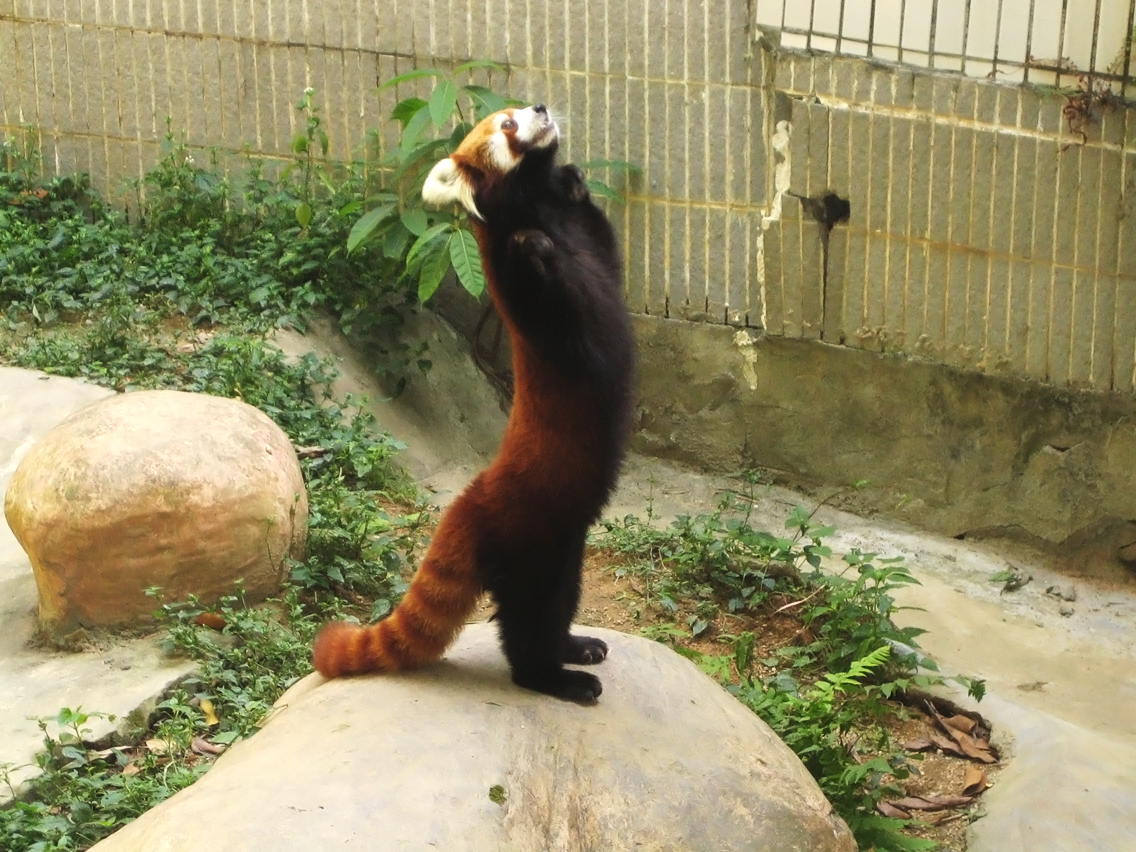 Red Panda Standing