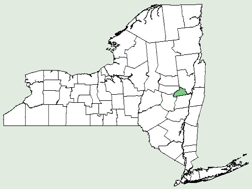 File:Ligustrum amurense NY-dist-map.png