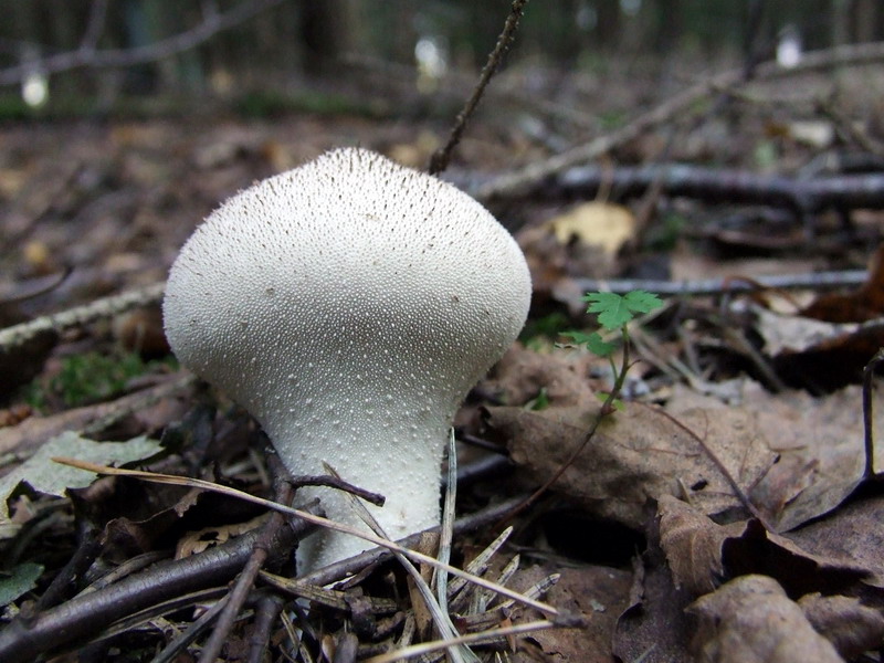 File:Lycoperdon perlatum1.jpg