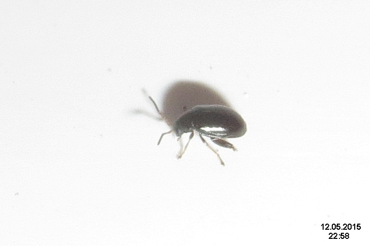 File:Minuscule beetle (FG) (20940916144).jpg