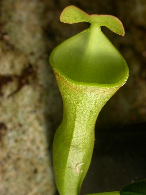 Nepenthes Jungle Bells