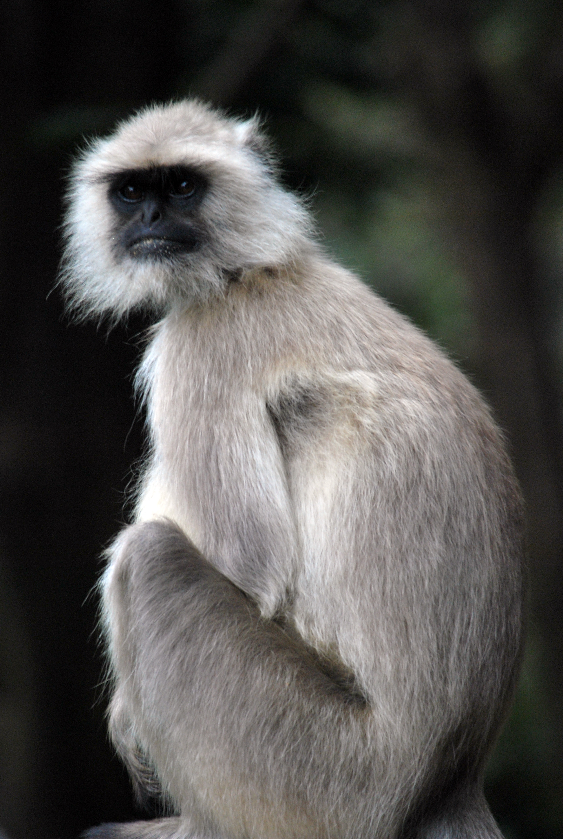 Northern plains gray langur - Wikipedia