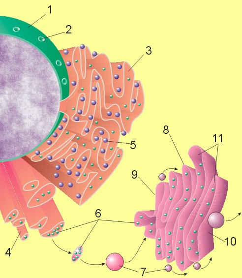 File:Nucleus ER golgi.jpg