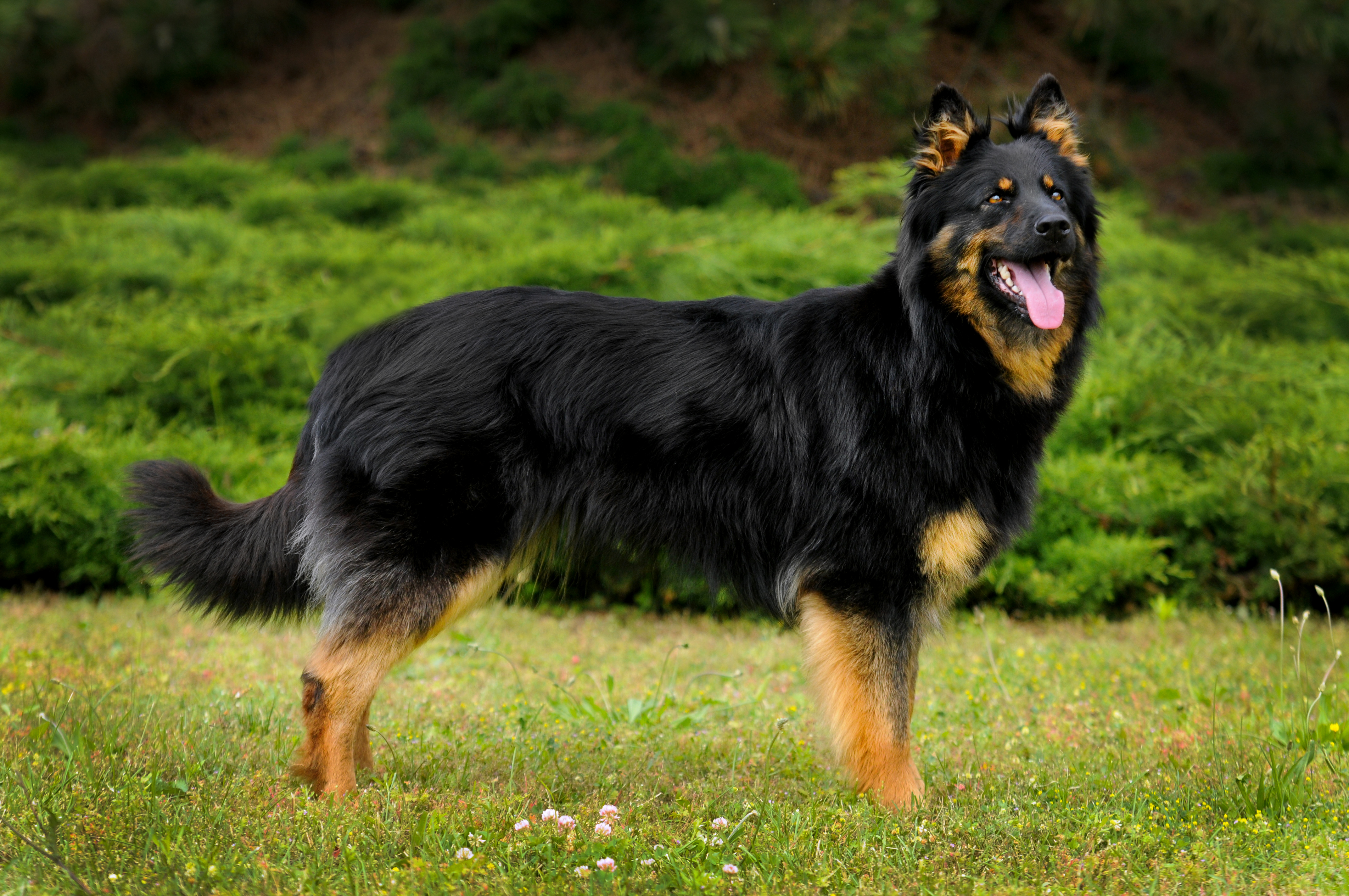 what is the breed of garafian shepherd