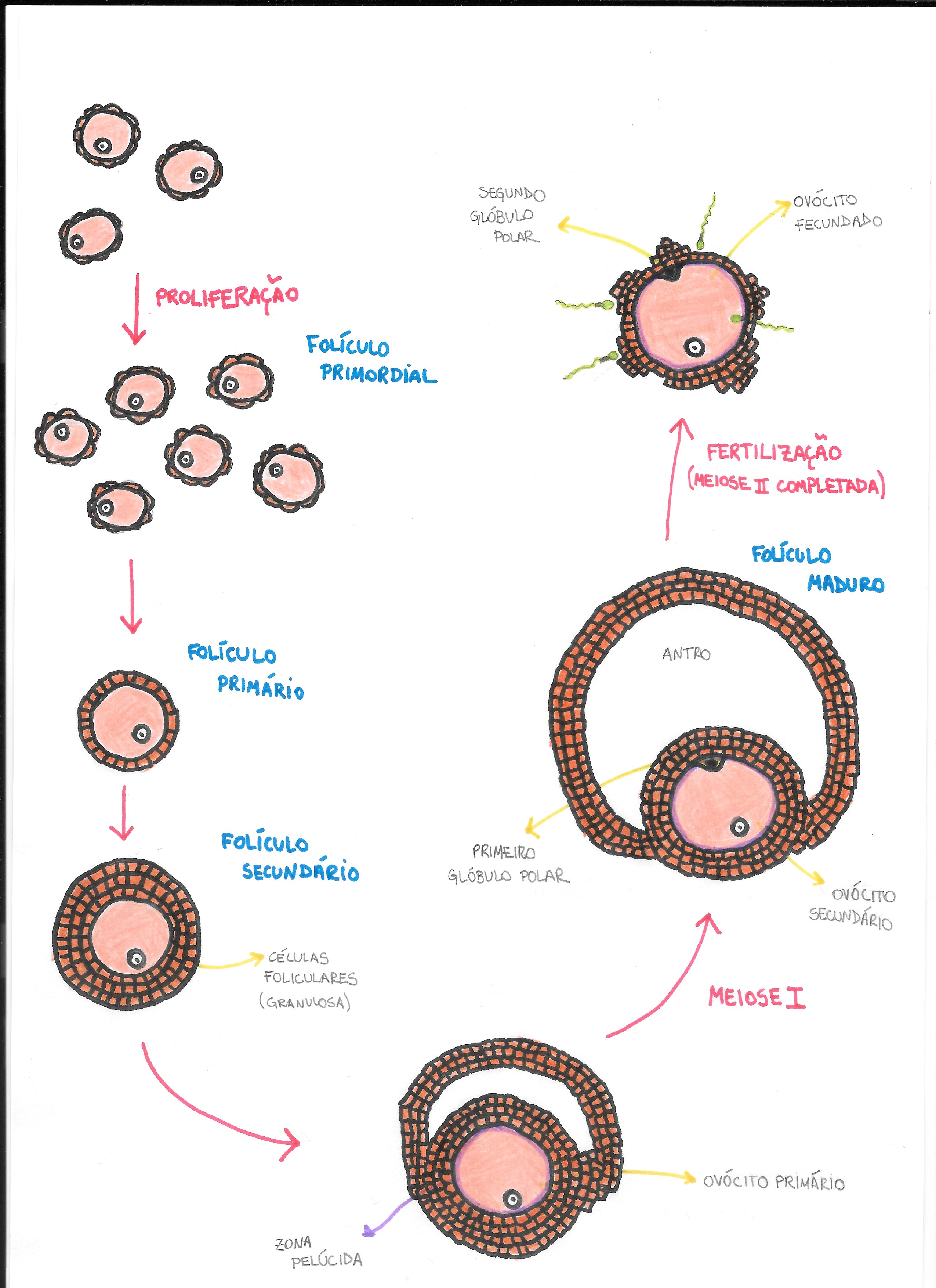 Oogenese Meiose