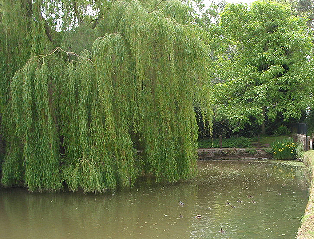 File:Ornamental Lake at Bollitree 'Castle'. - geograph.org.uk - 440403.jpg