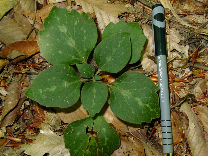 File:Pachysandra procumbens 1241238.jpg