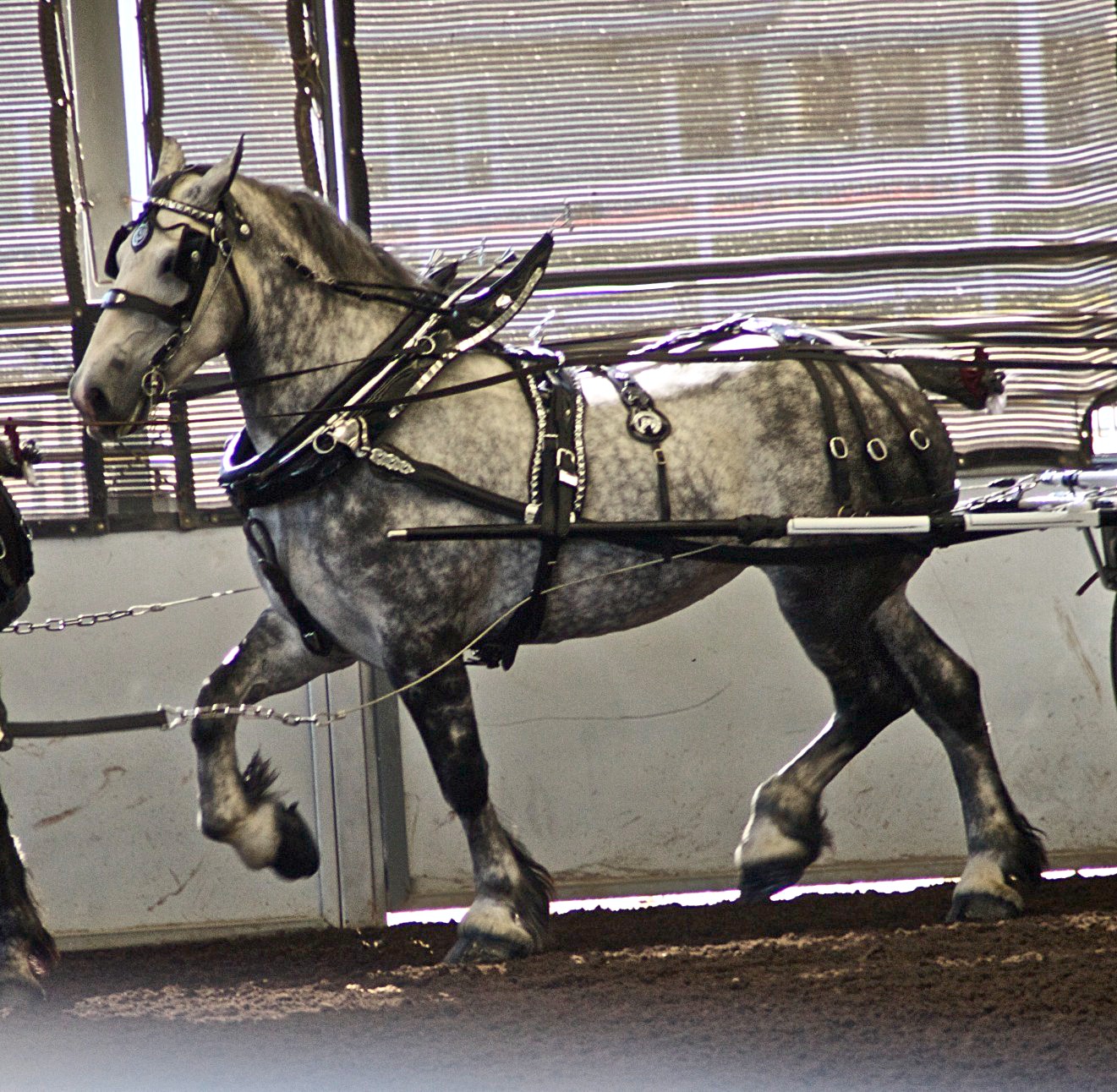 percheron jumping