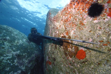 Arbalète de chasse sous-marine — Wikipédia