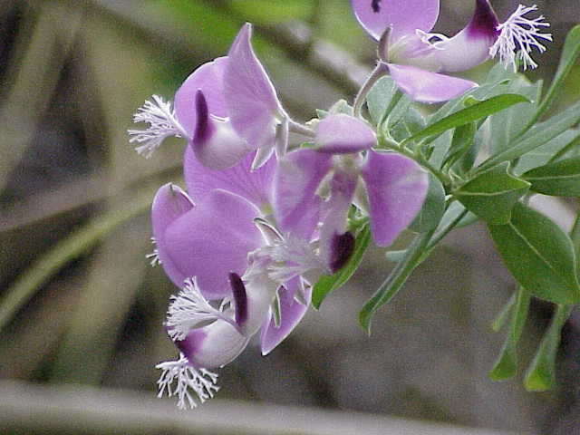 File:Polygala myrtifolia4.jpg