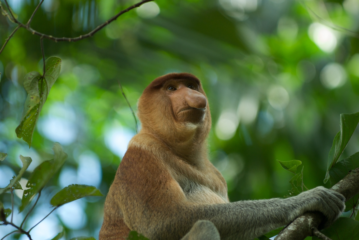 Носач (proboscis Monkey)