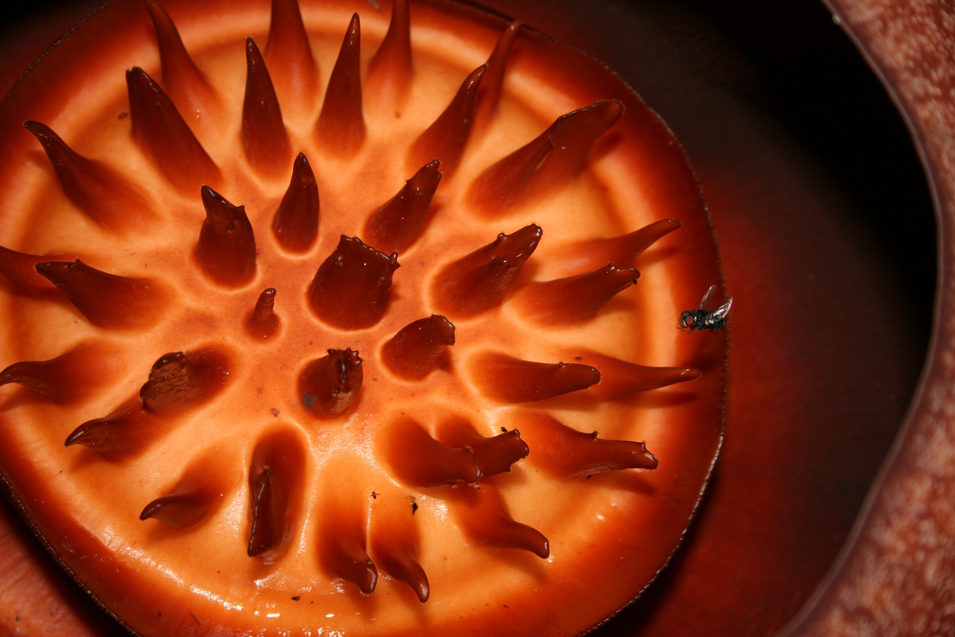 File:Rafflesia kerrii closeup of disc.jpg - Wikimedia Commons