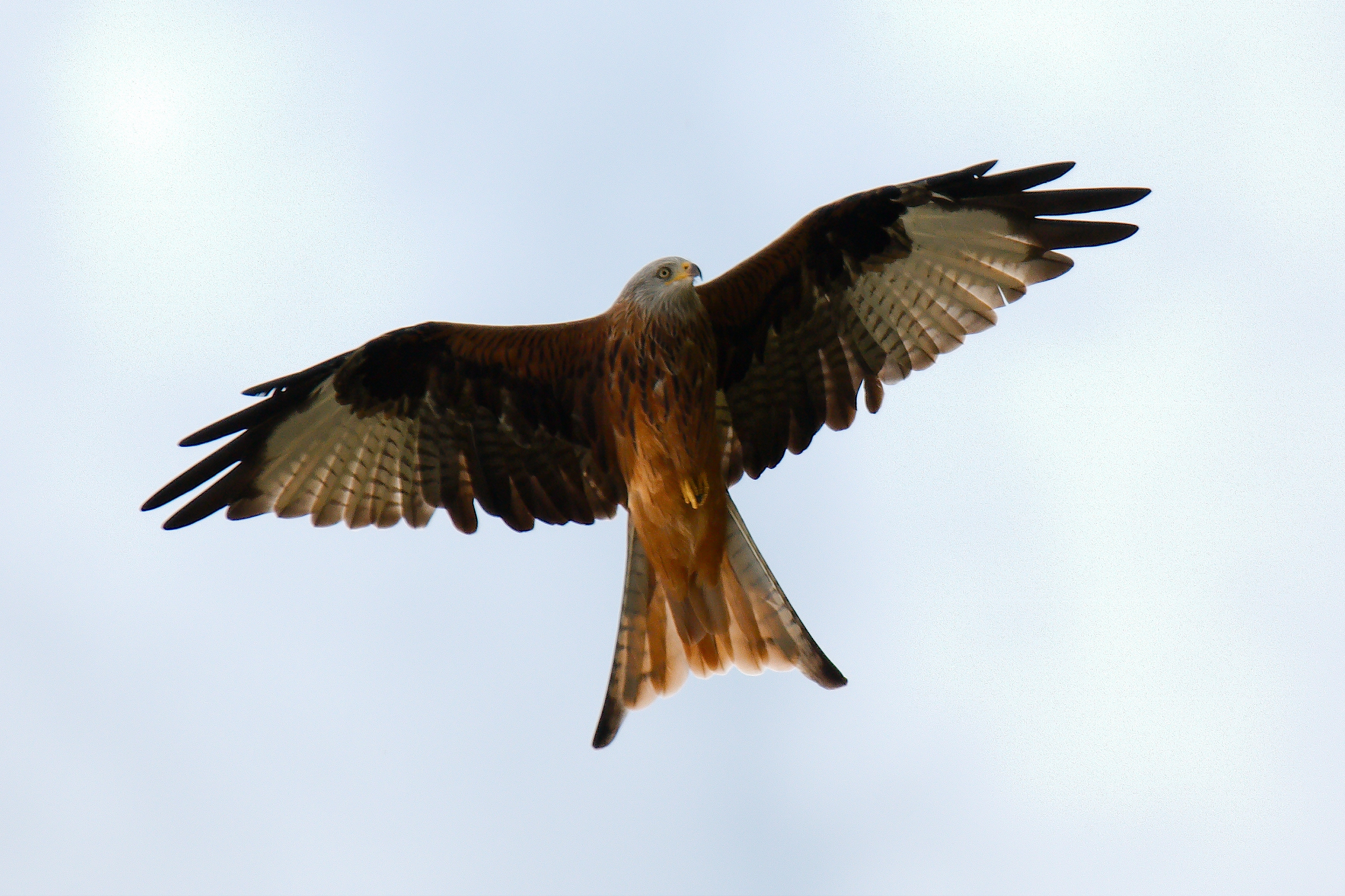 Red Kite (48851451331).jpg