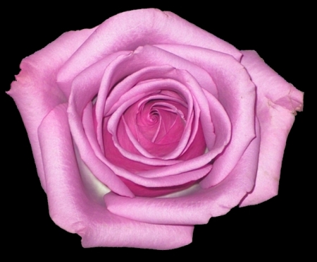 Rose pink002.jpg