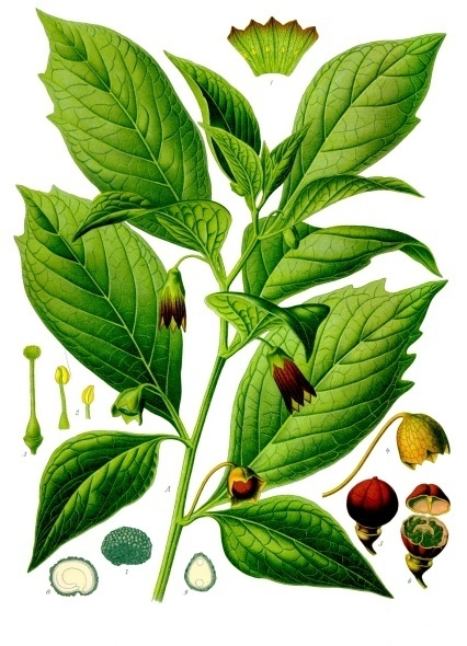 File:Scopolia carniolica - Köhler–s Medizinal-Pflanzen-263.jpg