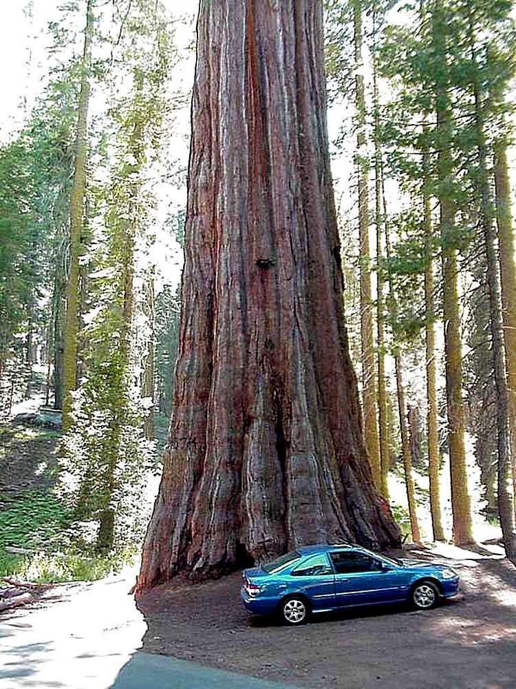 sequoia tree height