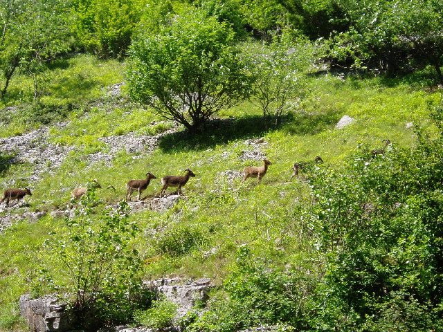 Soay Sheep in Cheddar Gorge - geograph.org.uk - 126618