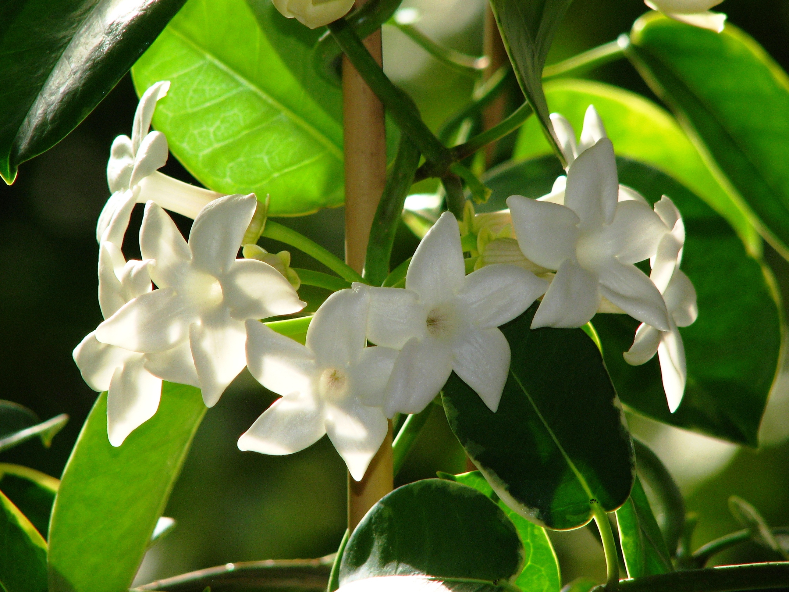 Стефанотис stephanotis