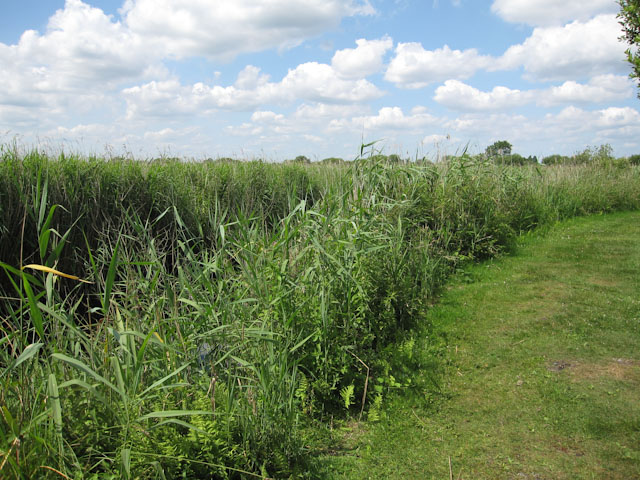 File:Strumpshaw Fen - geograph.org.uk - 1402894.jpg