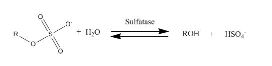 File:Sulfatase hydrolysis.png