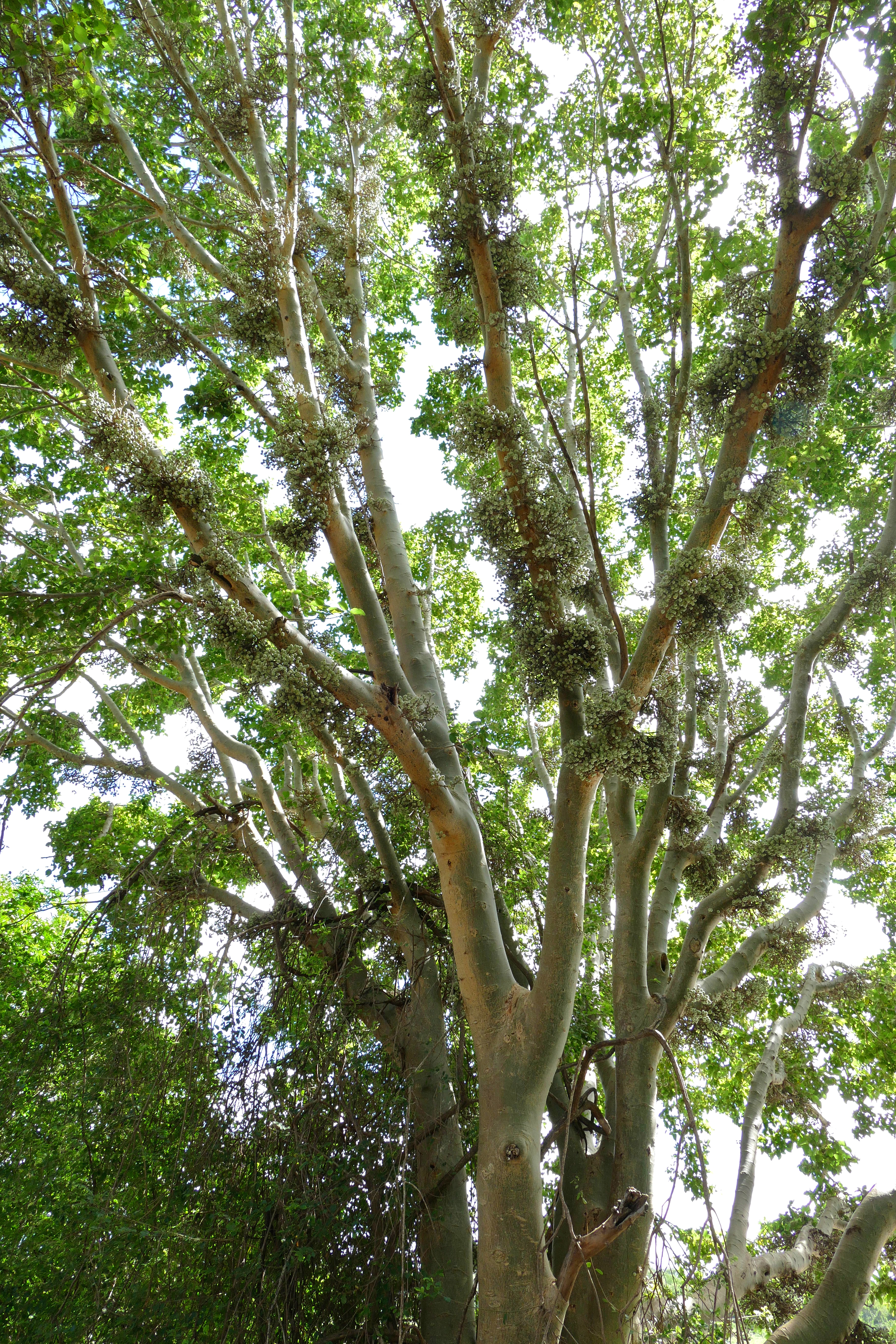 Ficus sycomorus фикус сикомора