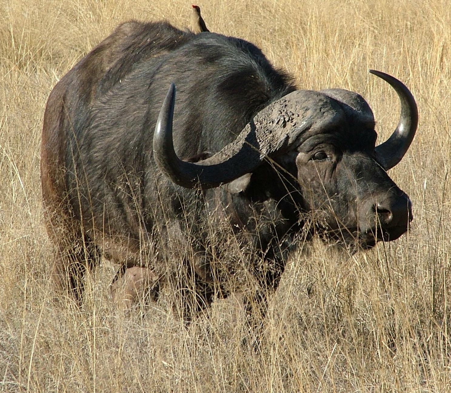 File:Cornes de buffle d'Afrique-Musée royal de l'Afrique centrale.jpg -  Wikimedia Commons