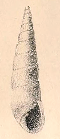 <i>Styloptygma jaculum</i> Species of gastropod