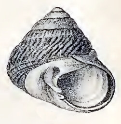<i>Tegula rugosa</i> species of mollusc