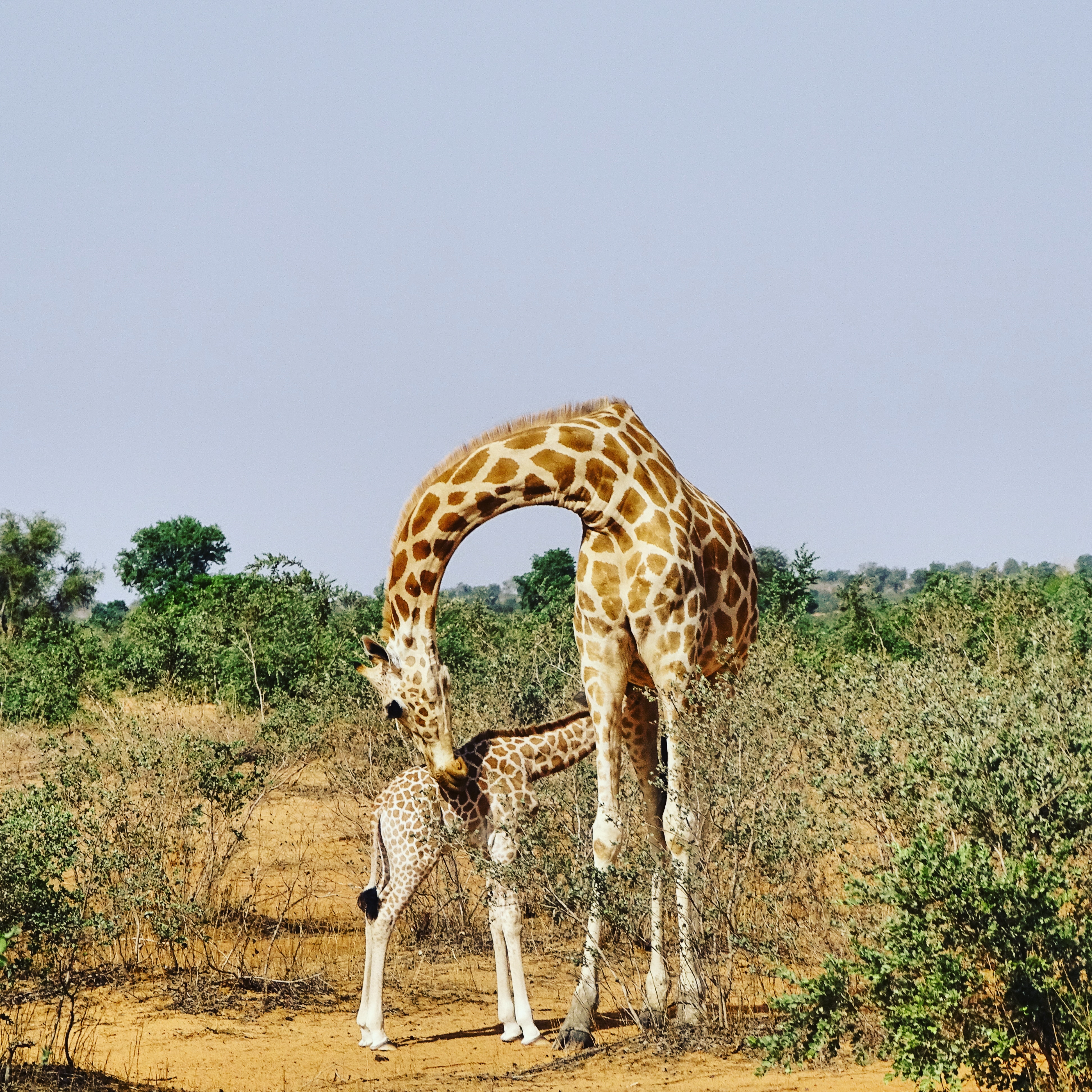 Bite de girafe