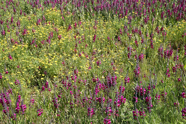 File:Untended Flower Field - geograph.org.uk - 819605.jpg