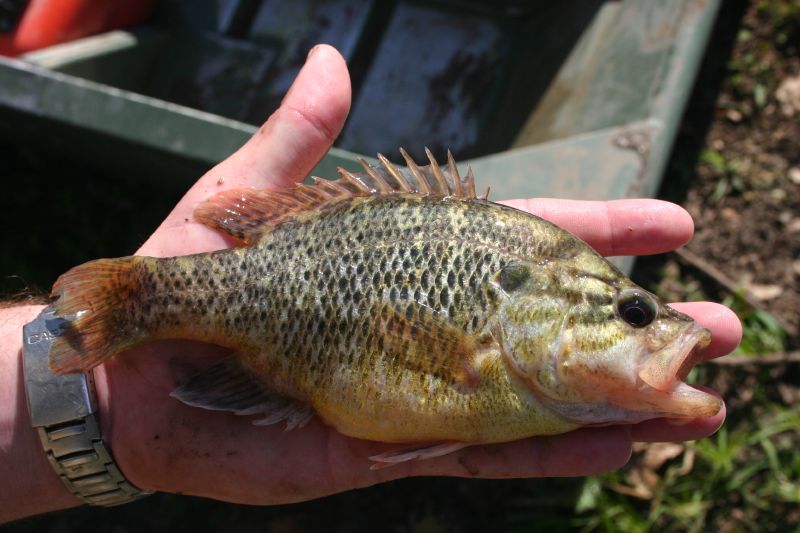 File:Warmouth Sunfish (Lepomis gulosus) (12456364).jpg