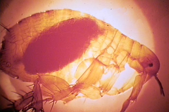  Xenopsylla chepsis (oriental rat flea) 