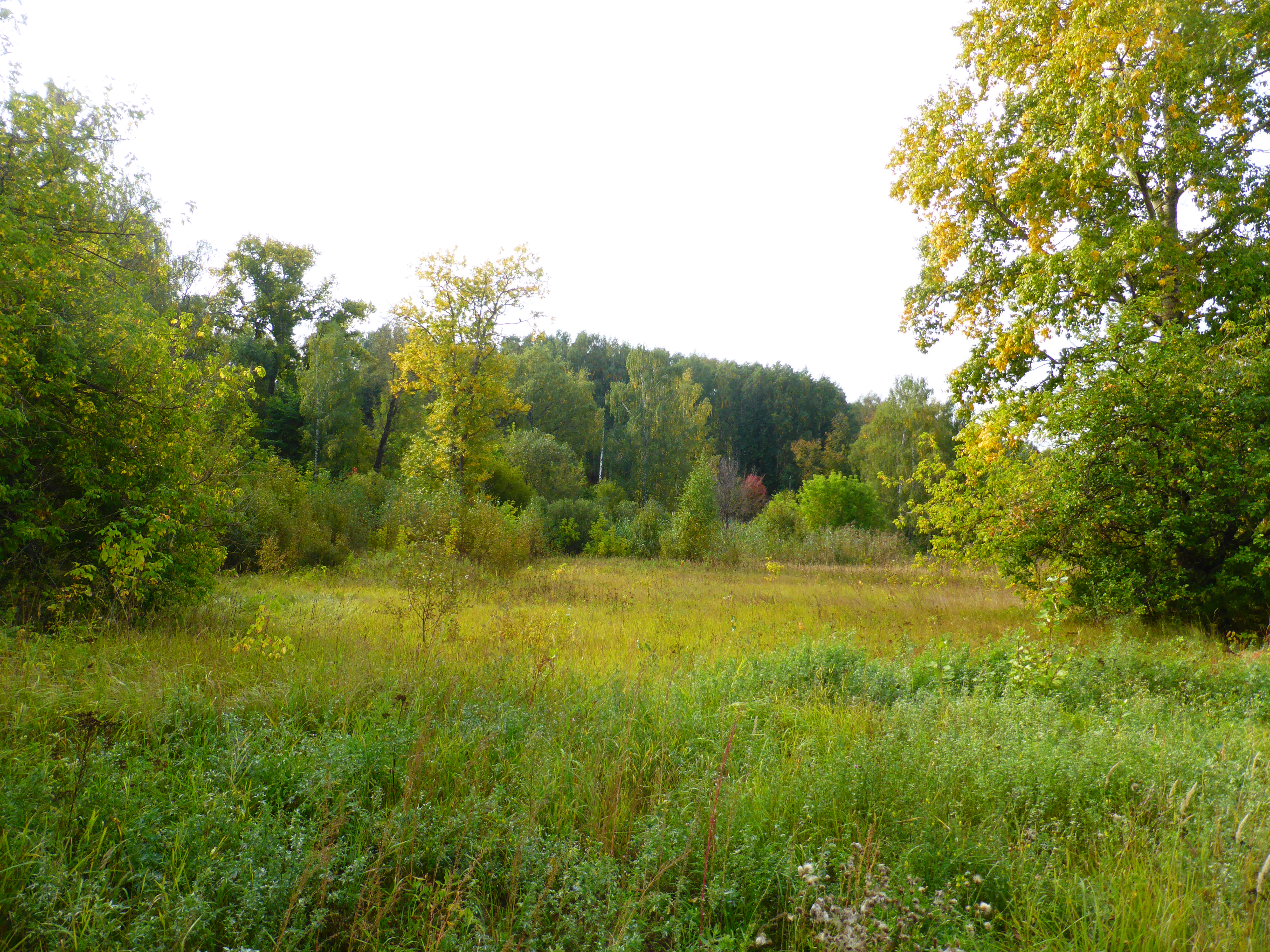 Файл:Городской парк Сокольники, Кинешма.jpg — Путеводитель Викигид  Wikivoyage