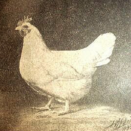 Lamona American breed of chicken