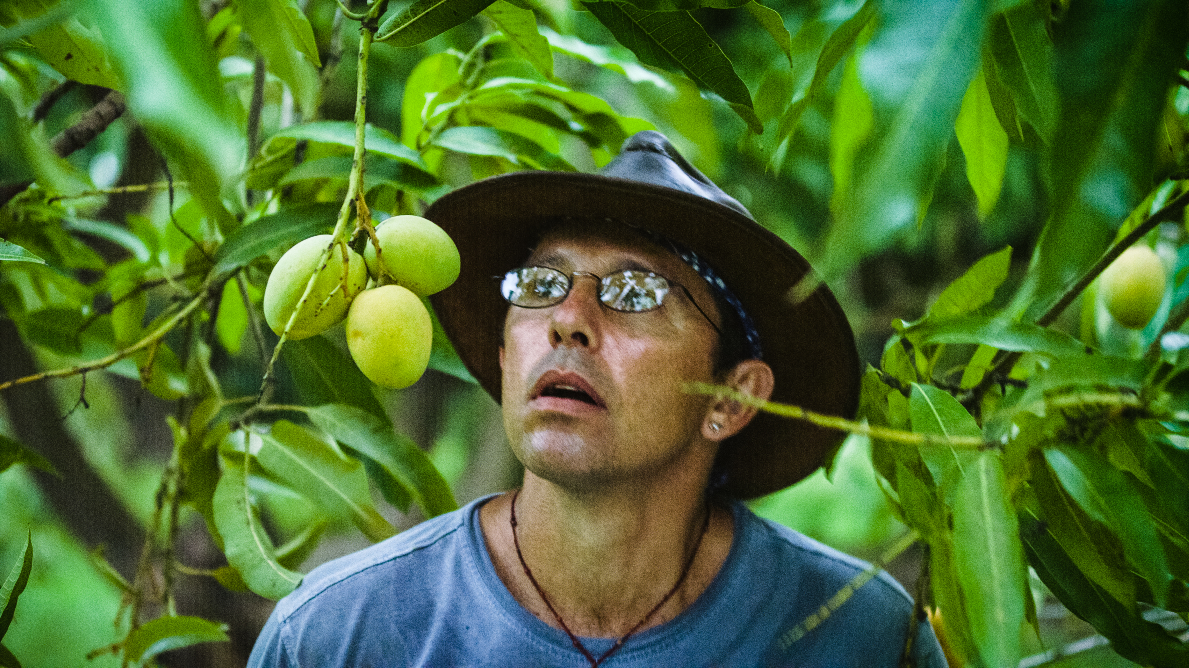 Fruit hunter. Chronic Carts Fruit Chasers.