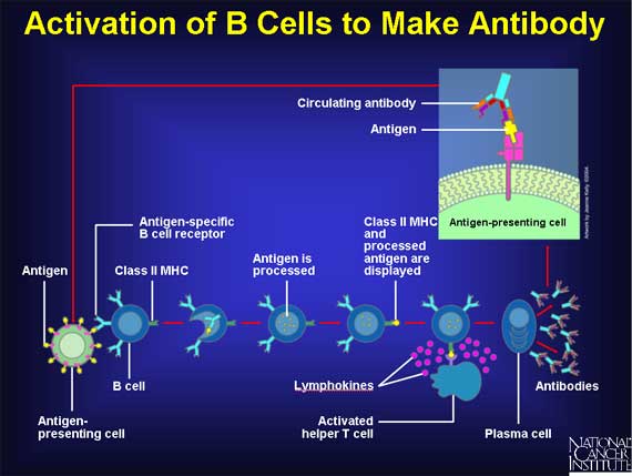 Activation of B cells to make antibody