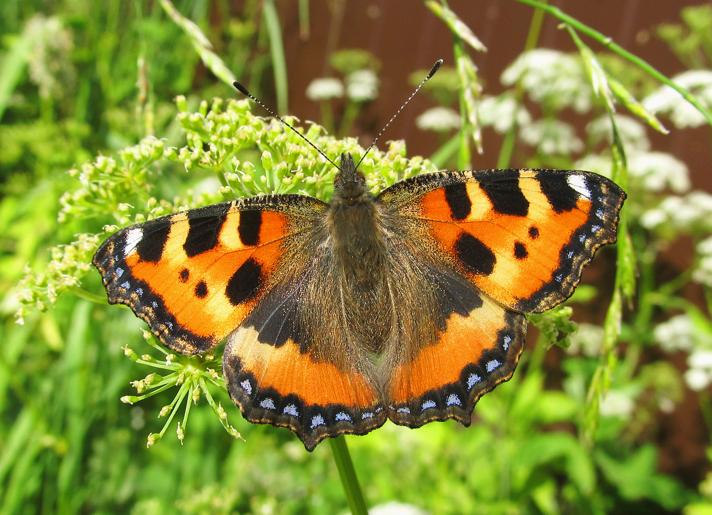 Крапивница Aglais urticae