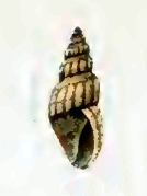 <i>Austrodrillia albobalteata</i> species of mollusc